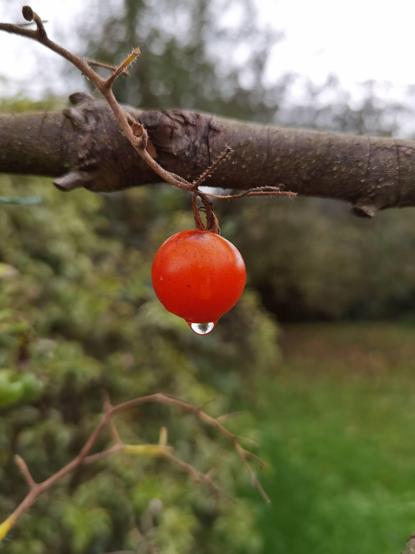 A solitary cherry tomato hanging on a withered branch. A water drop has formed on its underside. An out of focus garden scene under a grey sky in the background.