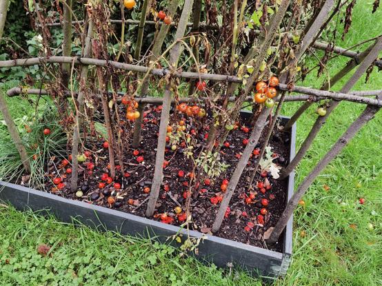 A raised bed with tomato plant growing in a trellis made of hazelnut branches. The ground is covered by a large number of cherry tomatoes.